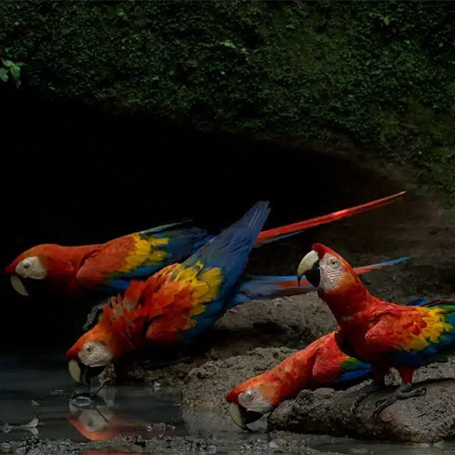 Amazon Jungle