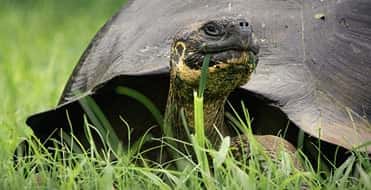 Galapagos Wildlife